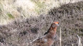 Red Grouse on Moors