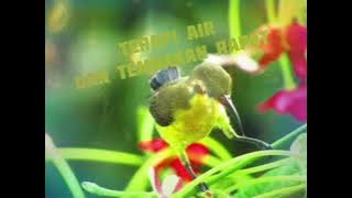 Terapi air dan tembakan rapat buqt sogon ijoan #sogon #konin #burcil #sobatalam28