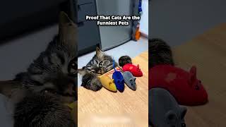 Top 5 Cat Fails of the Day Proof That Cats Are the Funniest Pets #4 😂