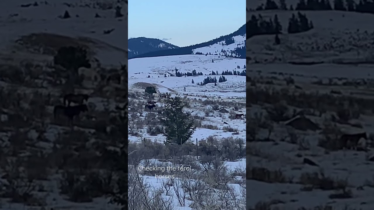 Feral foals are starting to be born 