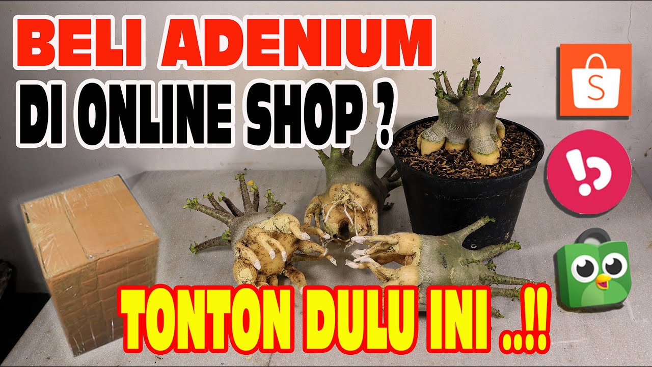 Как ухаживать и обращаться с растениями адениума, купленными в Интернете. Бонсай из розы пустыни