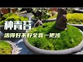 种青苔 半个月到一个月就能长满盆 易活太阳晒不翘边 种青苔 半个月到一个月就能长满盆 易活太阳晒不翘边