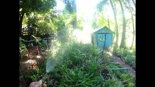 Palm tree nursery experiences Natural selection after a bad deep freeze