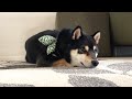 大好きなドッグランへ行くのに全然信用してくれない豆柴が可愛い【楽しかったGW①】