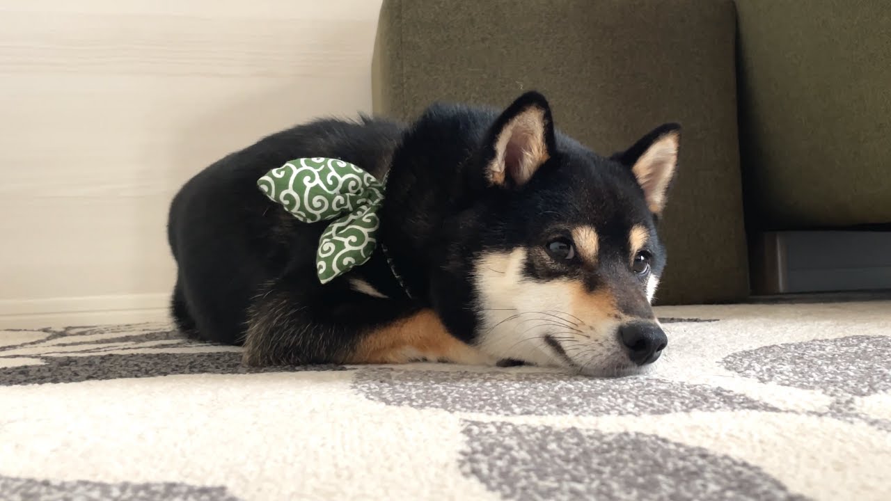 大好きなドッグランへ行くのに全然信用してくれない豆柴が可愛い【楽しかったGW①】