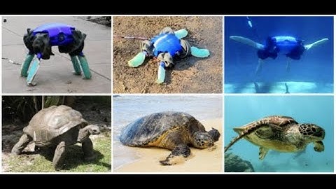 Shape-Shifting Robot Imitates Turtles