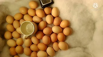 ncu qaib xyoo tshiab 2022 daug zoo kawg