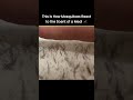 Tiny Predators