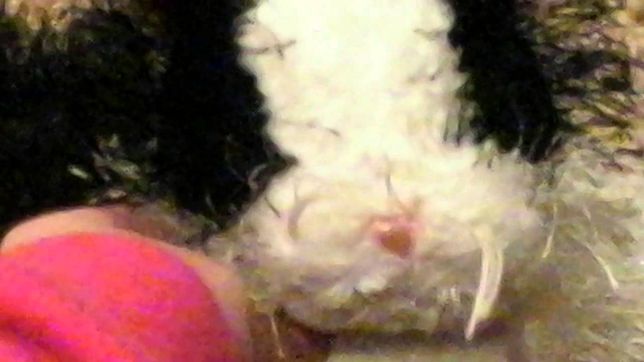 my-great-wolf-lodge-collection-youtube