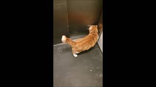 Cat takes elevator