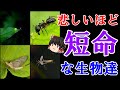 【ゆっくり解説】悲しいほど短命な生物　13選