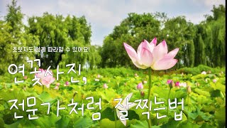 프레임쉽게구성하는방법ㅣ초보자도 쉽게 따라하는 촬영 구성ㅣ연꽃사진찍는법 screenshot 3