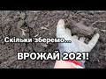 Який врожай 2021 прогнозують експерти? Новий рекорд?