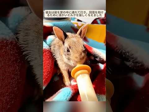 優しい女性が赤ちゃんウサギを救い、その後驚くべきことが起こった