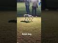 Robot dog looks like a real dog! 🤖🐶 #shorts #robotdog #tech #future #ai #robotics #viralshorts