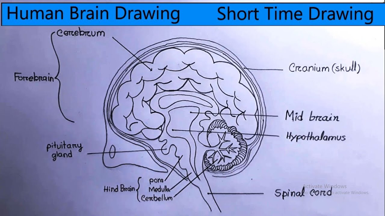 How to Draw Huaman Brain; Class 10; CBSE; KTBS | Brain drawing, Human brain,  Human brain drawing