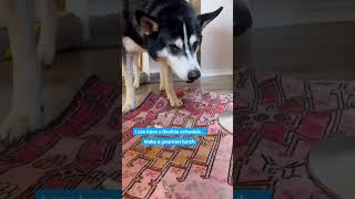 Jozy’s remote work routine 🙌 #remotework #wfh #remoteteam #remote #remotecompany