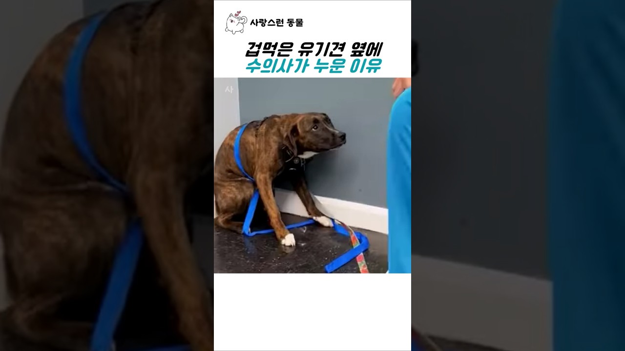 겁먹은 유기견 옆에 수의사가 누운 이유