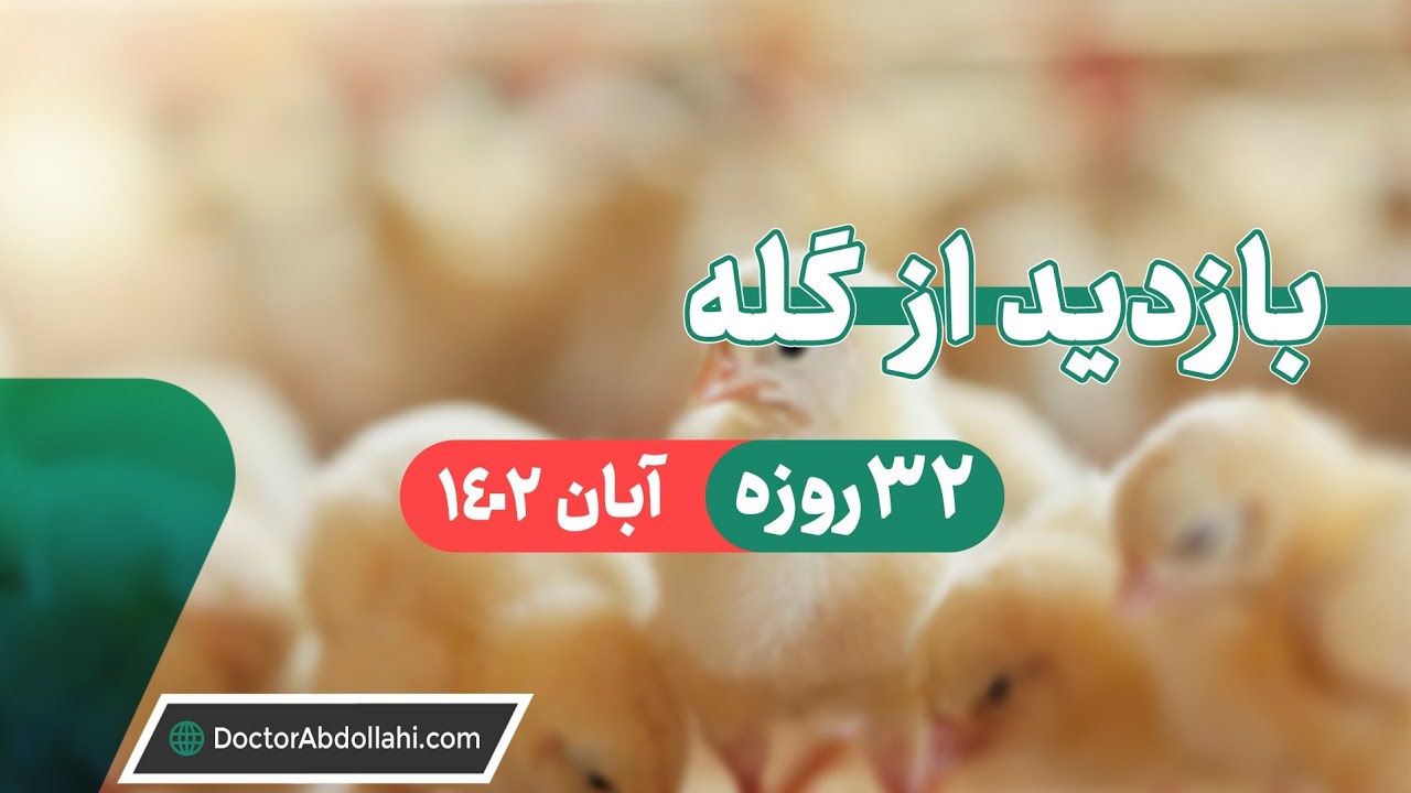 بازدید از سالن پرورش مرغ گوشتی در سن ۳۲ روزگی آبان ۱۴۰۲