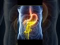 Why doesn’t stomach acid damage the stomach?