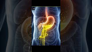 Why Doesnt Stomach Acid Damage The Stomach?