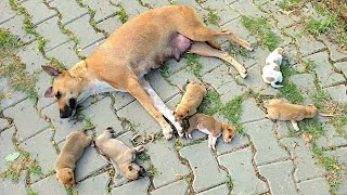 Abandoned Mama Dog Leads Us to Her Babies ❤️🐶