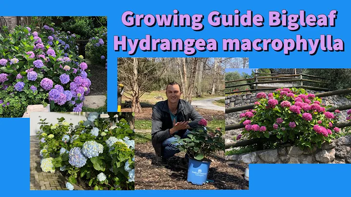 Complete Growing Guide to Bigleaf Hydrangea macrophylla: How to Plant & Care #hydrangea #gardening - DayDayNews