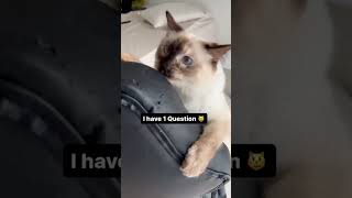 My Siamese Cat Needs Your Help!