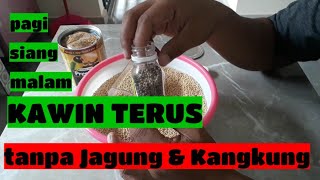 Rahasia pakan peningkat birahi LOVEBIRD