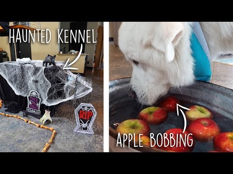 dog-halloween-party!-(haunted-kennel,-apple-bobbing,-and-more!)