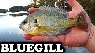 Bass Fishing from the Bank with a Wacky Rig - Realistic Fishing