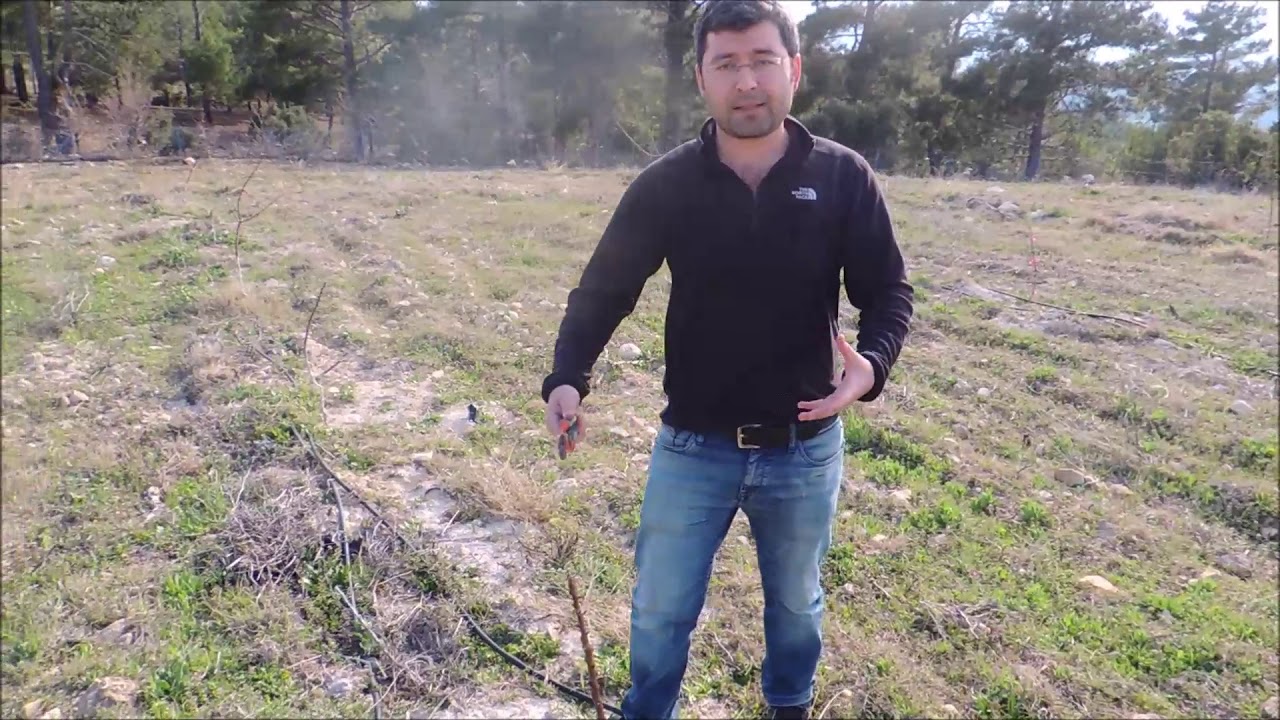 1 Yaşlı Vairo Badem Şekil Budaması