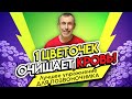 1 цветочек ОЧИЩАЕТ КРОВЬ! Лучшее упражнение ДЛЯ ПОЗВОНОЧНИКА Виталия Островского.