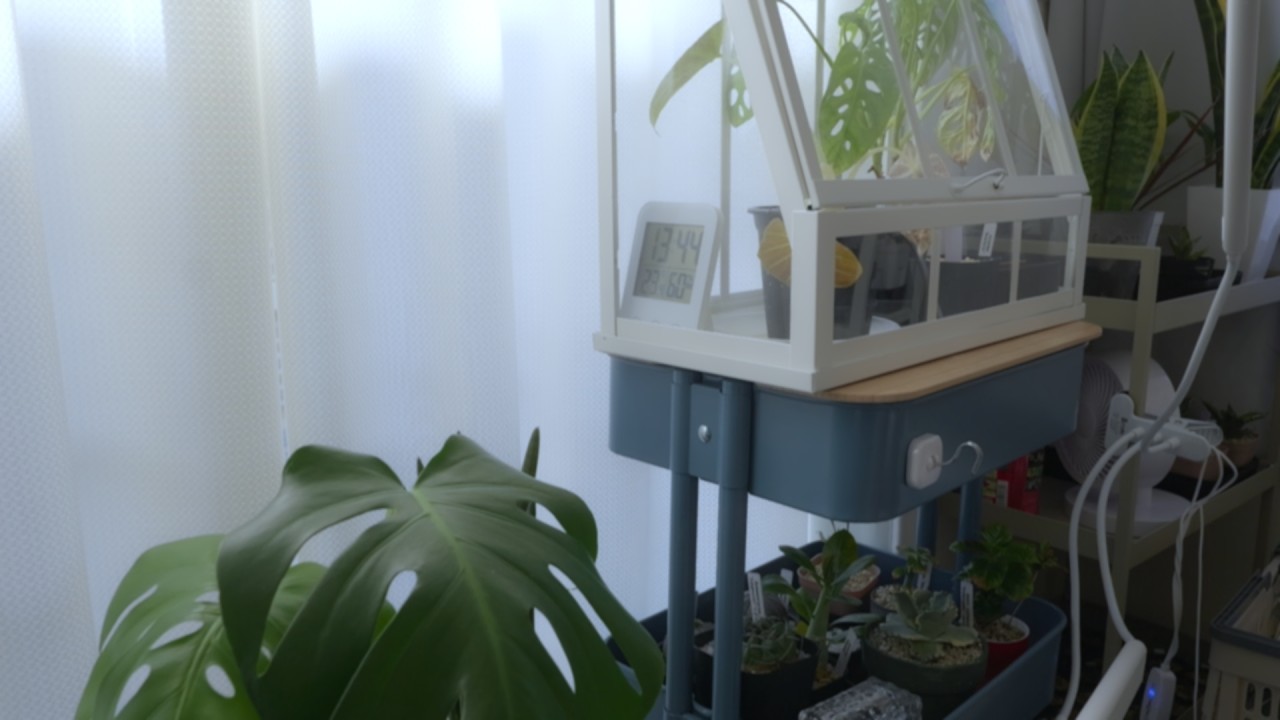 IKEAの簡易温室を置いてみた部屋の中を紹介 #観葉植物 #温室 #アローカシア