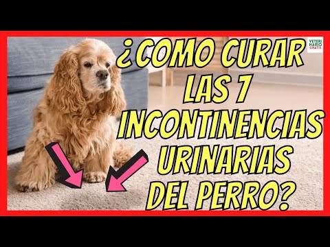 Video: Causas de la incontinencia urinaria en perros