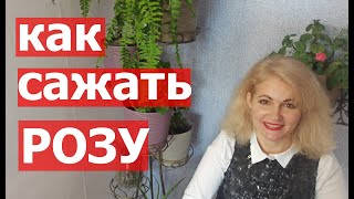 Как сажать розы. Как правильно посадить розу в открытый грунт