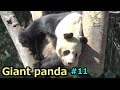 Giant panda⑪ シャンシャンを必死に見守るリーリー ジャイアントパンダ【上野動物園】