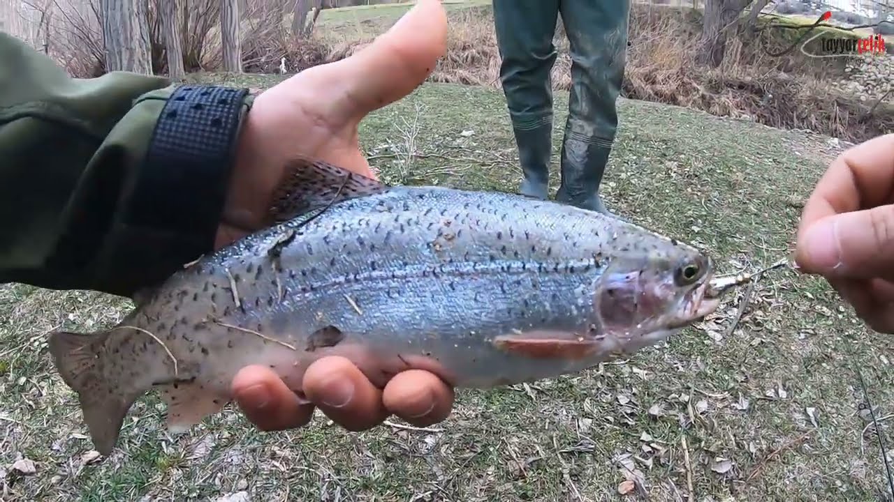 Alabalık Avı 🎣 Eski Merayı Ziyaret Balıklar Yine Çok Güzel 👌 #Balıkavı #Alabalıkavı #Troutfishing