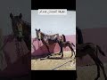 عقيقة الحصان هندام Foryou Explore Maroc423 خيل وخياله خيل Trending Tiktok خیل مغربي جديدة 