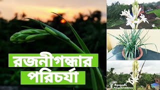 Rajanigandha gacher poricharja | Rajanigandha Care | Tuberose Care | Garden Tales