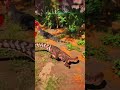 Tenos vs Deino -The Isle evrima Tenontosaurus #theisleevrima #theislegameplay #tenontosaurus