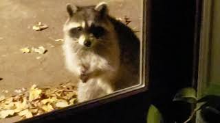 Racoon and Possum share a bite to eat.