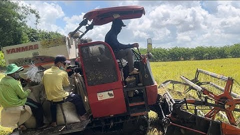 Máy cắt lúa miền Tây Yanmar 82 thả dạt lúa ngã 🌾👍☘️#1k #2k