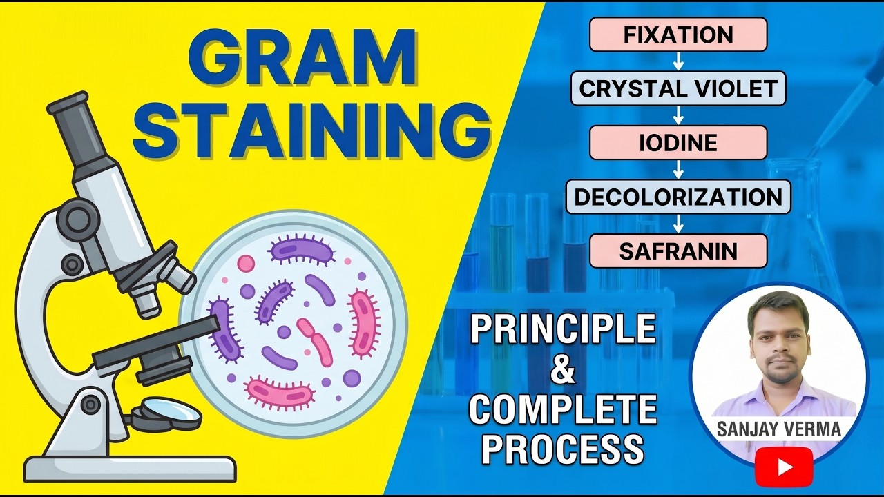 Gram Staining Principle & Steps Simplified! | Hindi | SANJAY VERMA ...