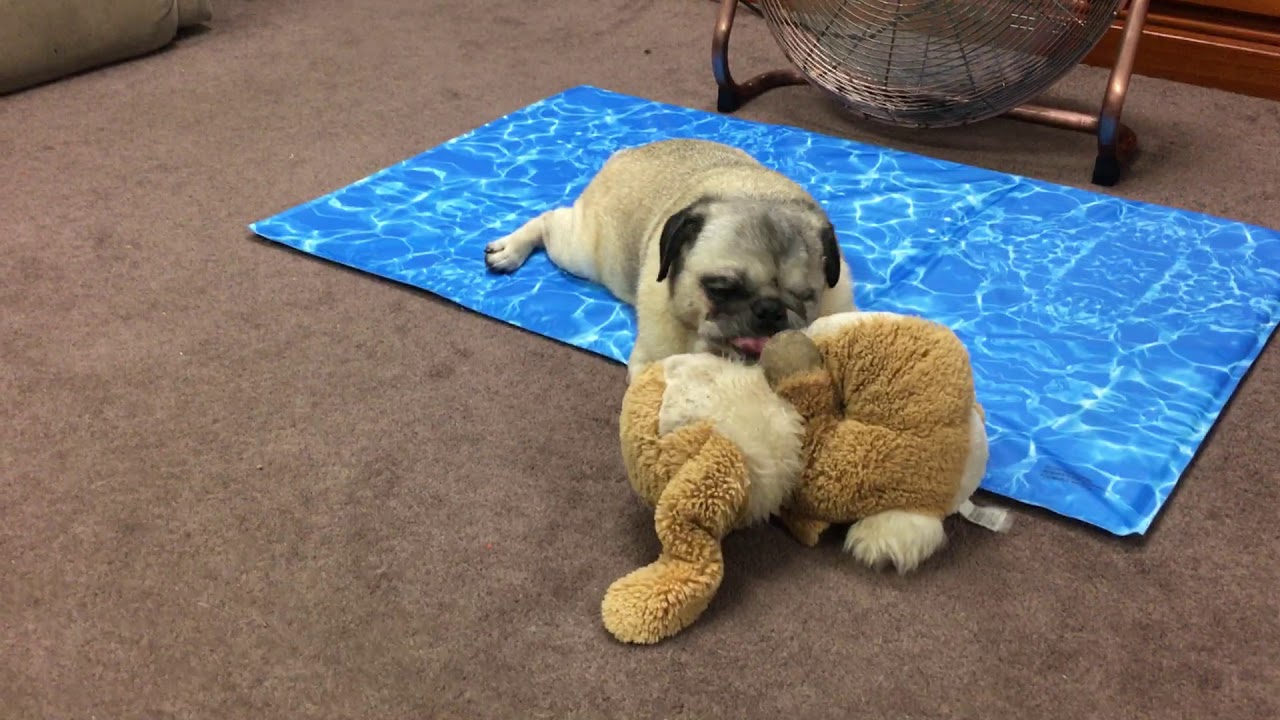 Pugs vs Toys - YouTube