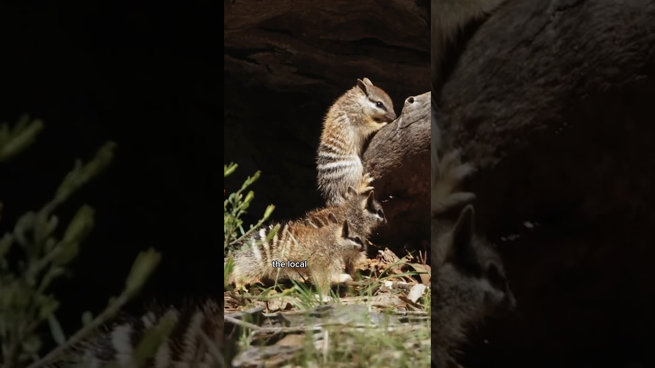 Cuteness Overload! Numbats are Australias Cutest Marsupial and they have an Important Story to Share