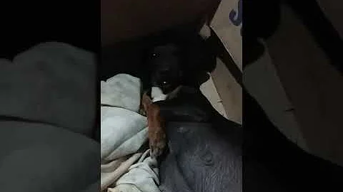 Onde os filhotes ficam na barriga da cadela?
