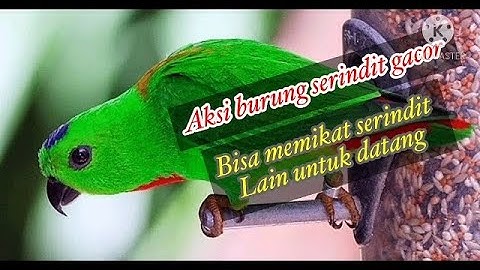 Suara burung serindit gacor buat memanggil serindit lain berdatangan