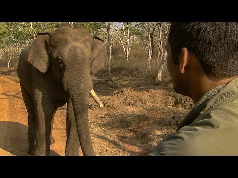 Tense Standoff with a Giant Elephant | BBC Earth