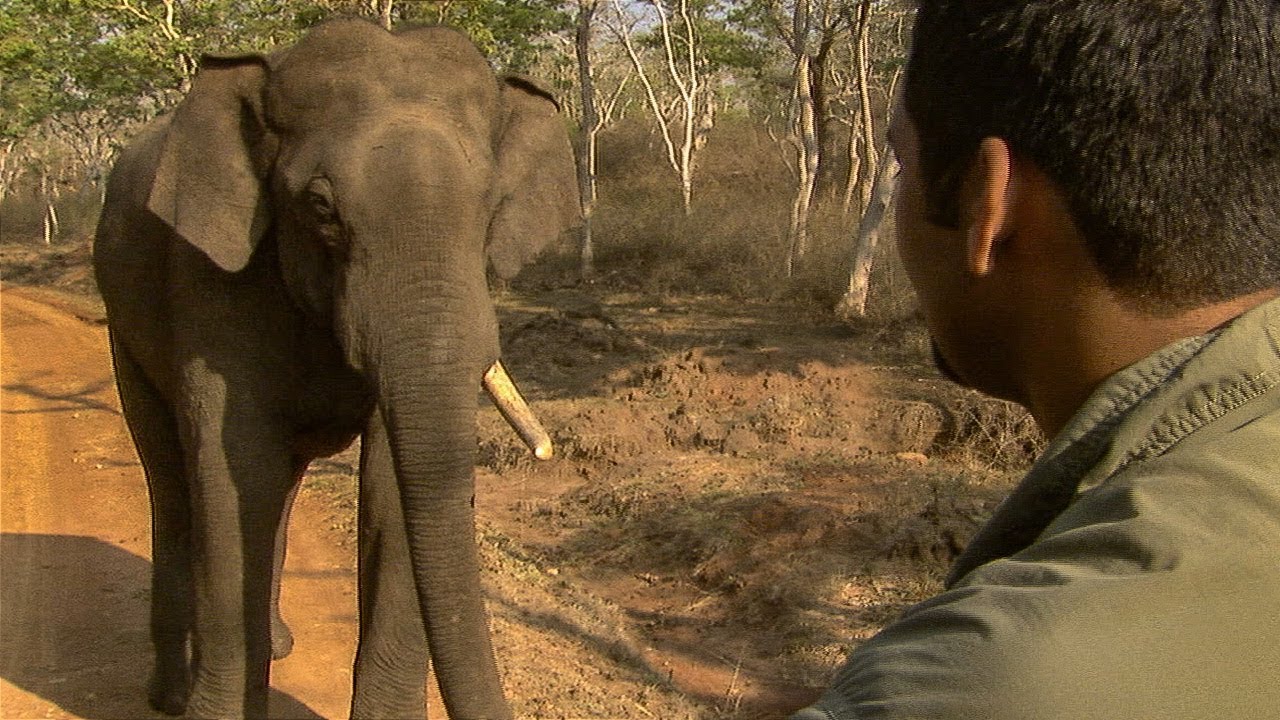 Tense Stand Off with a Giant Indian Elephant | BBC Earth